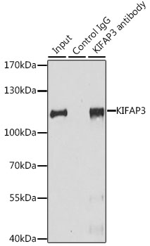 Anti-KIFAP3 Antibody