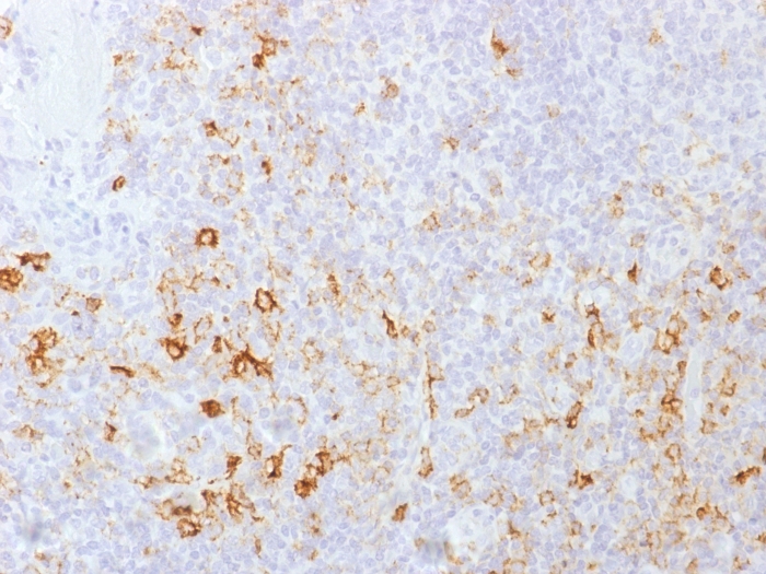 Anti-CD162 Antibody [PSGL1/1601]