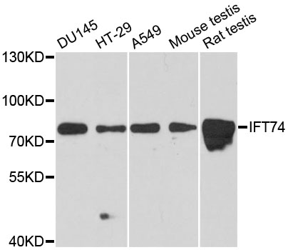 Anti-IFT74 Antibody