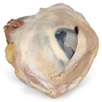 Carolinas Perfect Solution® Pig Eye, Plain, 1 Per Bag