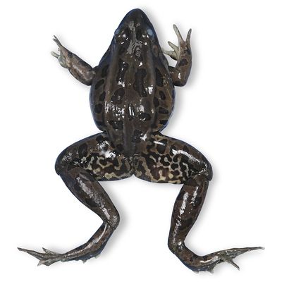 Carolinas Perfect Solution® Frog, 3 to 4