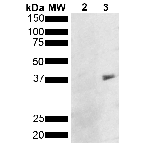 Metallothionein Antibody, Clone 8D8: ATTO 488