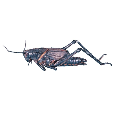 Product Illustration