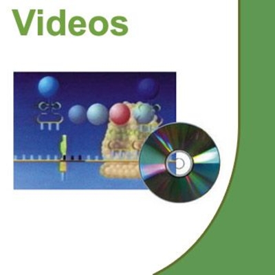 Discovery Education Human Body: Pushing the Limits: Strength DVD