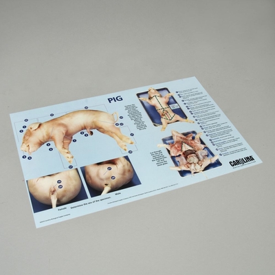 Carolina® Pig Dissection Mat, Pack of 10