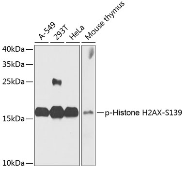 Anti-Histone H2AX (phospho S139) Antibody