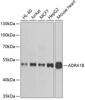 Anti-ADRA1B Antibody