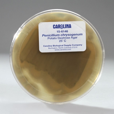 Penicillium chrysogenum, Living, Plate