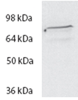 Anti-SPG20 Antibody