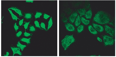 Anti-SPG20 Antibody