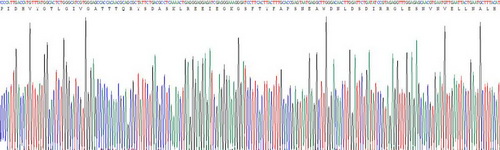 Figure. Gene Sequencing (extract)