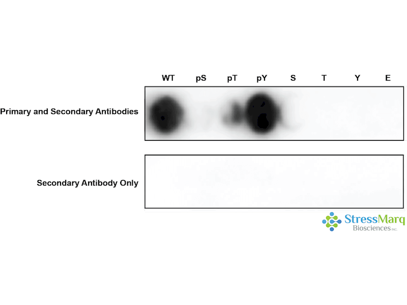 DNA PKcs Antibody (pTyr883)