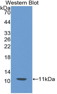 Western Blot; Sample: Recombinant protein.