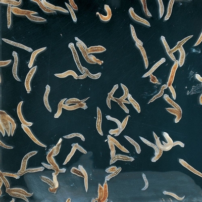 General Invertebrate Set, Living
