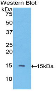 Western Blot; Sample: Recombinant protein.