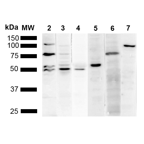 KDEL Antibody, Clone 2D6: Biotin