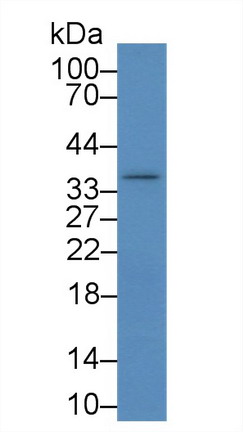 Western Blot; Sample: Mouse Liver lysate; Primary Ab: 2µg/mL Rabbit Anti-Rat IKBIP Antibody Second Ab: 0.2µg/mL HRP-Linked Caprine Anti-Rabbit IgG Polyclonal Antibody