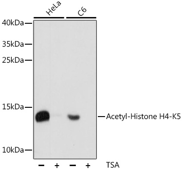 Anti-Histone H4 (acetyl K5) Antibody