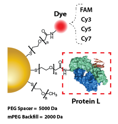 Gold Nanoparticles - Protein A, 60 nm, AFDye 555, 3 mL