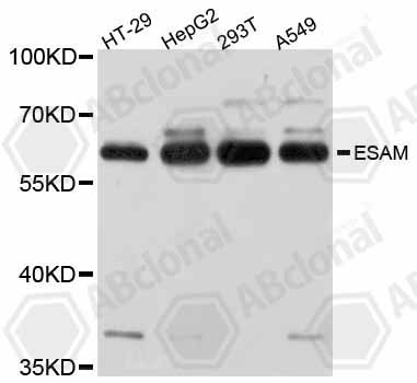 Anti-ESAM Antibody