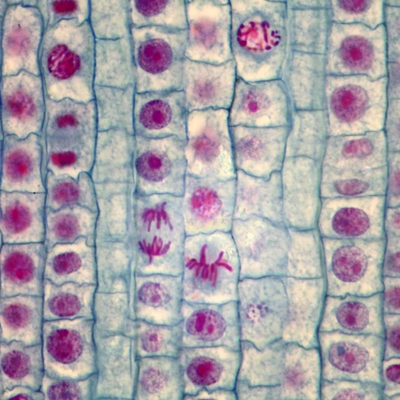 Onion Mitosis Slide, l.s., 10 µm, Quadruple Stain