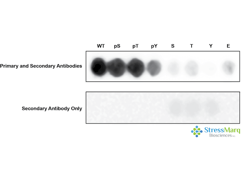 CDK1 Antibody (pThr161): ATTO 488