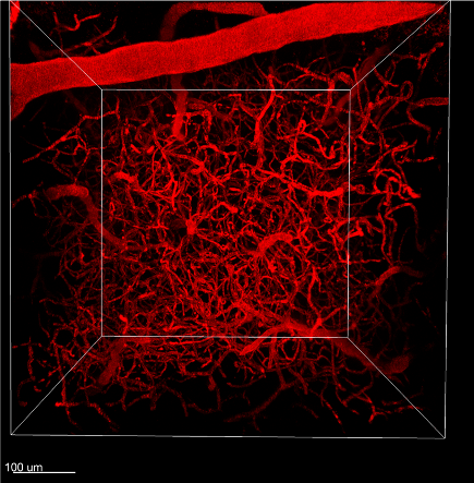 Vascular Tracker - Vascular Labeling Kit 670 (Red)