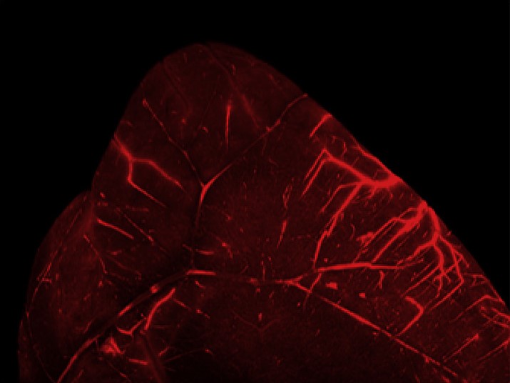 Vascular Tracker - Vascular Labeling Kit 670 (Red)