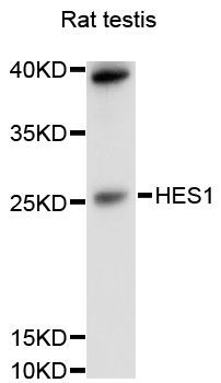 Anti-HES1 Antibody