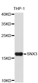 Anti-SNX3 Antibody