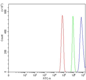 Flow cytometry testing of rat RH35 cells with ROR beta antibody at 1ug/million cells (blocked with goat sera); Red=cells alone, Green=isotype control, Blue= ROR beta antibody.
