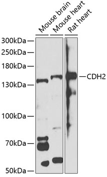 Anti-CDH2 Antibody