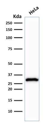 Anti-CDK1 Antibody [POH-1]