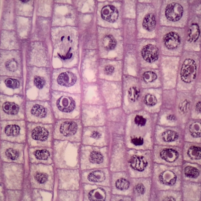 Onion Mitosis, l.s. Thin Microscope Slide