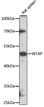 Anti-WTAP Antibody