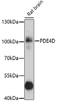 Anti-PDE4D Antibody