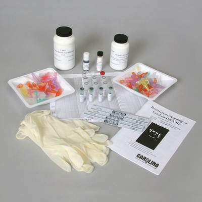 Restriction Mapping of Lambda DNA Kit with CarolinaBLU® (with perishables)
