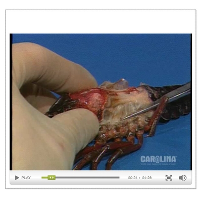 Crayfish Anatomy: Internal Anatomy, Circulatory, & Muscular Systems Video