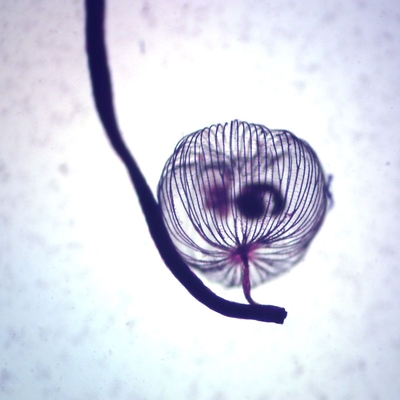 Dictydium, w.m., Microscope Slide