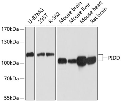 Anti-PIDD Antibody