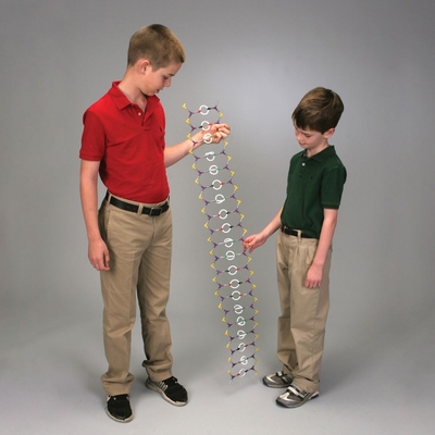 DNA Structure and Function Model Kit