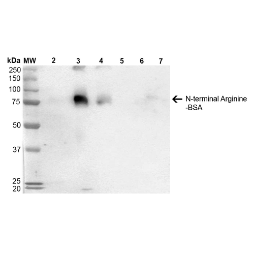 N-terminal Arginylation Antibody, Clone 4D12: RPE 