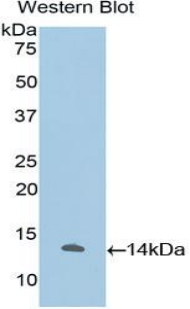 Western Blot; Sample: Recombinant protein.
