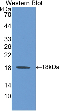 Western Blot; Sample: Recombinant protein.