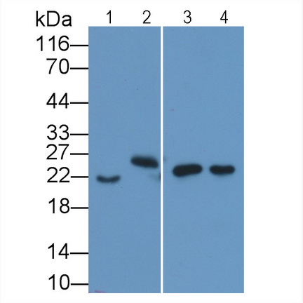 Western Blot; Sample: Lane1: HepG2 cell lysate; Lane2: Hela cell lysate; Lane3: Porcine Spleen lysate; Lane4: Rat Spleen lysate<br/>Primary Ab: 2μg/ml Mouse Anti-Human IL18 Antibody<br/>Second Ab: 0.2µg/mL HRP-Linked Caprine Anti-Mouse IgG Polyclonal Antibody<br/>(Catalog: SAA544Mu19)
