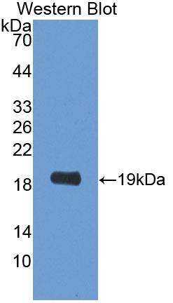 Western Blot; Sample: Recombinant protein.