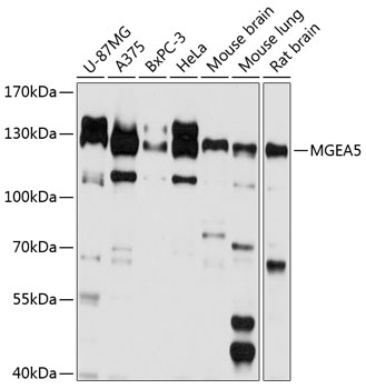 Anti-MGEA5 Antibody
