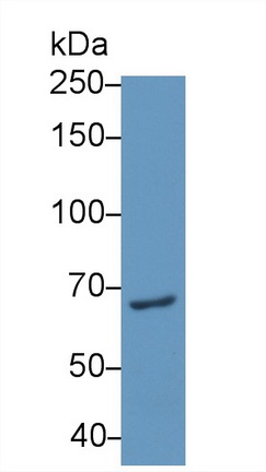 Western Blot; Sample: Human Lung lysate; Primary Ab: 1µg/ml Rabbit Anti-Human PES1 Antibody Second Ab: 0.2µg/mL HRP-Linked Caprine Anti-Rabbit IgG Polyclonal Antibody