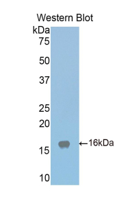 Western Blot; Sample: Recombinant protein.