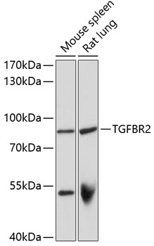 Anti-TGFBR2 Antibody